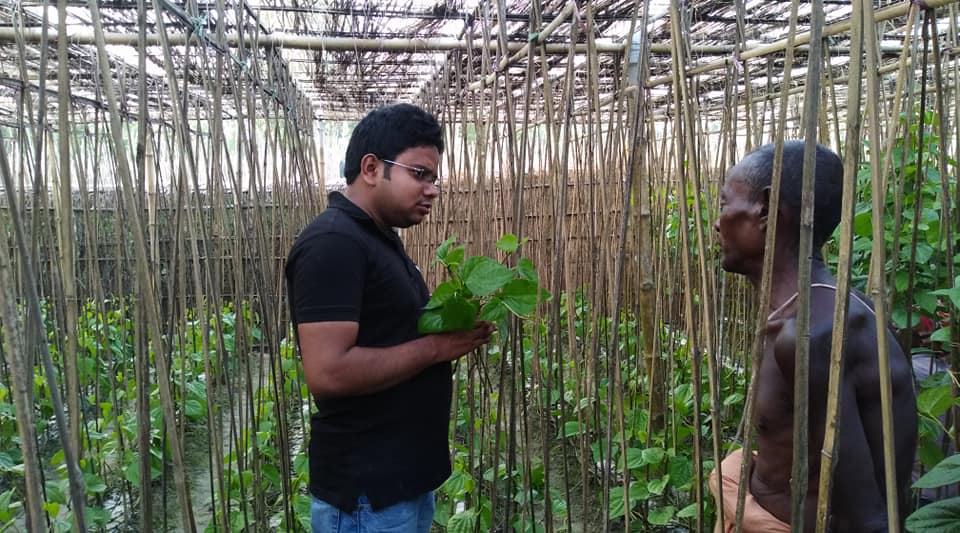 পান চাষ পদ্ধতি