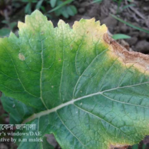 শালগমের পটাশ সারের ঘাটতি