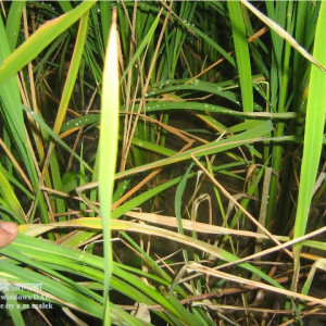 ধানের খোলপোড়া রোগ