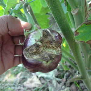 বেগুনের ফল ফেটে যাওয়া সমস্যা
